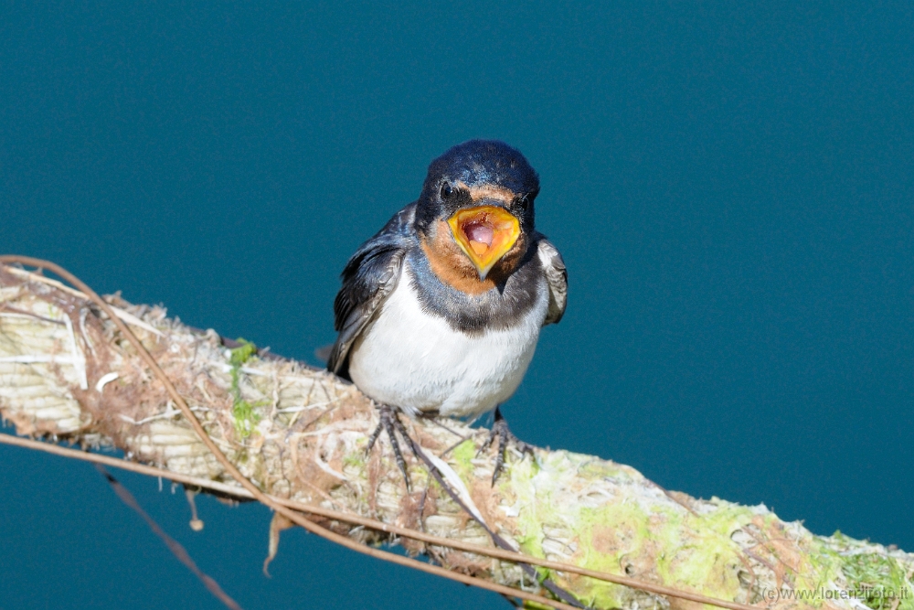43718 Hirundo rustica (Rondine comune).jpg